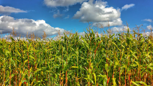 Crops growing on field against sky