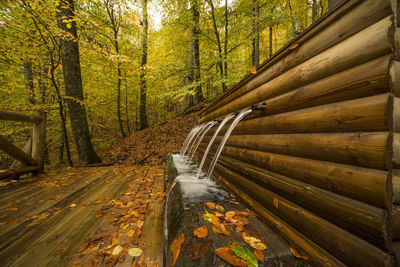 Road amidst trees in forest