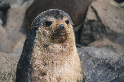 Close-up portrait of a animal