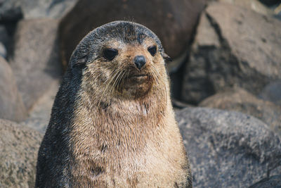 Close-up portrait of a seal