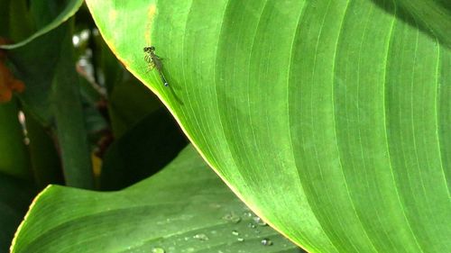 Close-up of green lizard on leaf