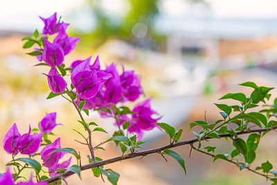 Magenta bougainvillea flowers. bougainvillea flowers as a background. floral background.