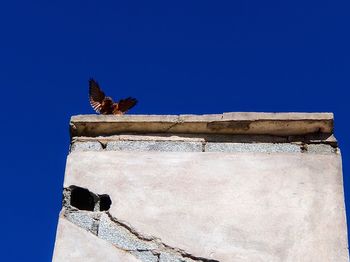 Low angle view of bird perching on wall against blue sky