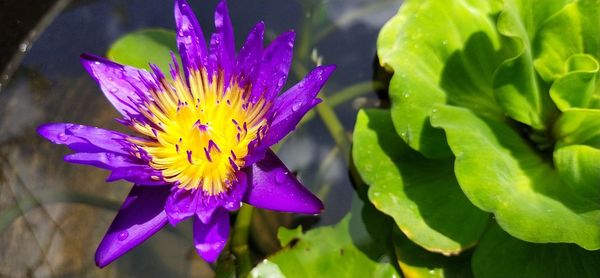 Close-up of purple flowering plant