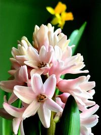 Close-up of flowers