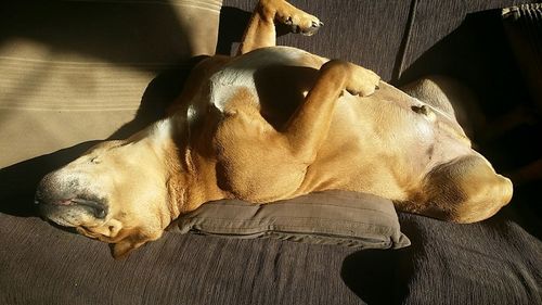 Dog resting on couch