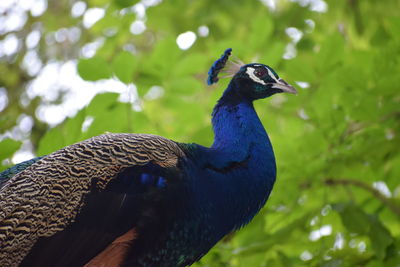 Close-up of a peacock