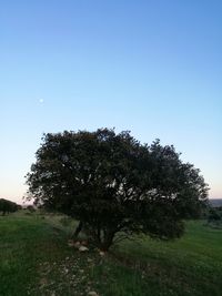 Tree against clear sky