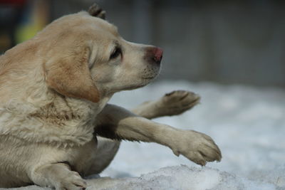 Close-up of a dog looking away