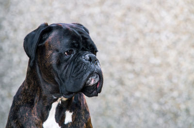 Close-up of boxer looking away