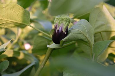 Close-up of plant