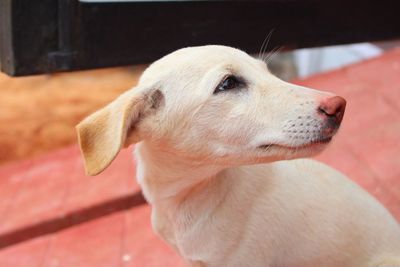 Close-up of dog looking away