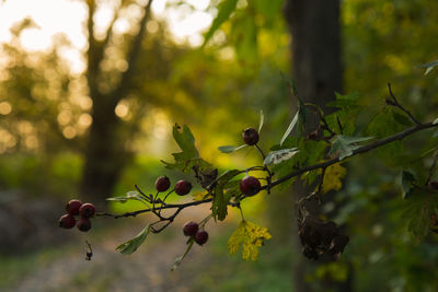 Close-up of fruit growing on tree