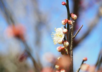 Close-up of flower tree