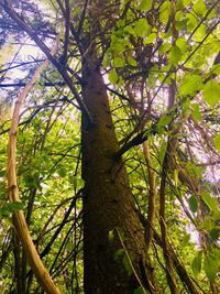 Low angle view of bamboo trees in forest