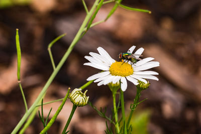 A large free standing daisy with a blowfly in a meadow in germany