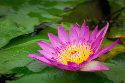 Close-up of water lily blooming outdoors