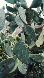 Close-up of prickly pear cactus