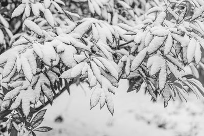 branch