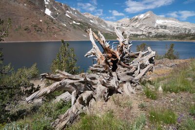 Dead tree by lake against mountain range