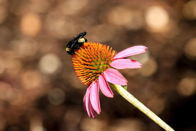 Close-up of butterfly pollinating on pink flower