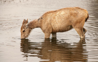 Side view of a dog in water