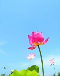 Close-up of pink lotus blooming against sky