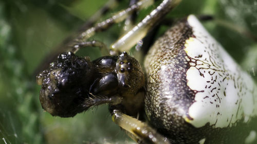 Close-up of insect