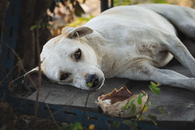 Close-up of dog