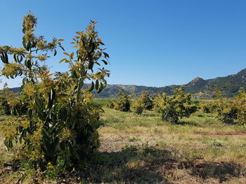 Trees on field against clear blue sky