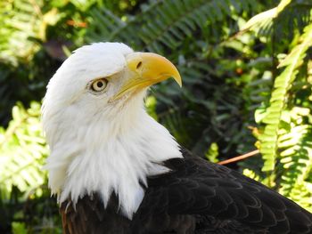 Close-up of eagle against blurred background