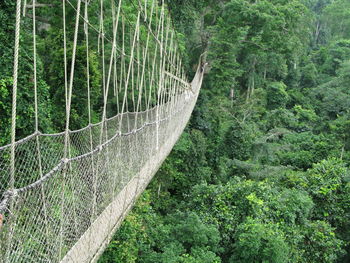 View of footbridge in forest