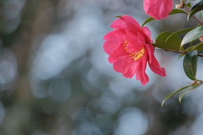 Close-up of pink flowering plant