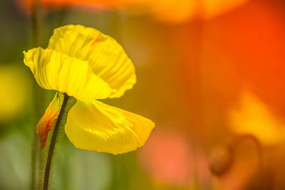 Close-up of yellow flowering plant - poppy 