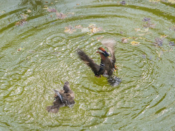 High angle view of ducks swimming in lake