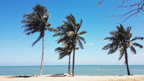 Palm trees on beach against sky