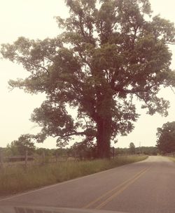 Empty road along trees