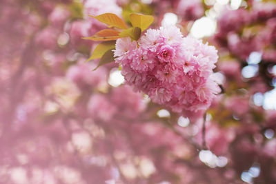 Close-up of pink cherry blossoms in spring