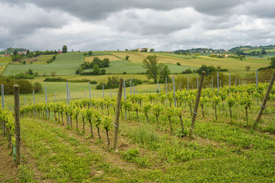 Scenic view of vineyard against sky