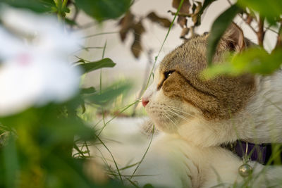 Close-up of a cat