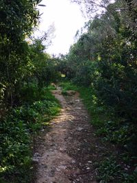 Dirt road amidst trees