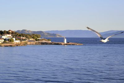 Seagulls flying over sea against clear sky