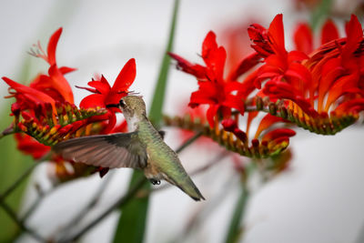 Close-up of red flowers