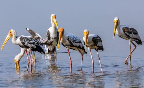 Flock of birds in lake