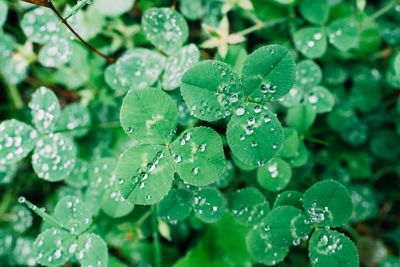 Close-up of wet green leaves