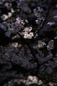 Pink flowers blooming on tree