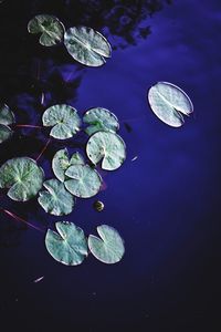 High angle view of lotus water lily in lake