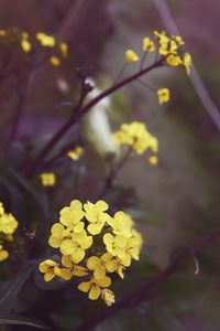 Close-up of yellow flowers