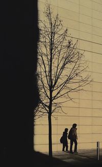 Bare trees against sky