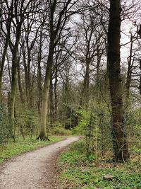 Trees growing in forest